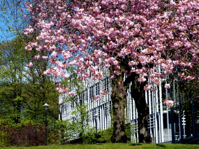 Spring cherry blossom outside the Rowett Institute