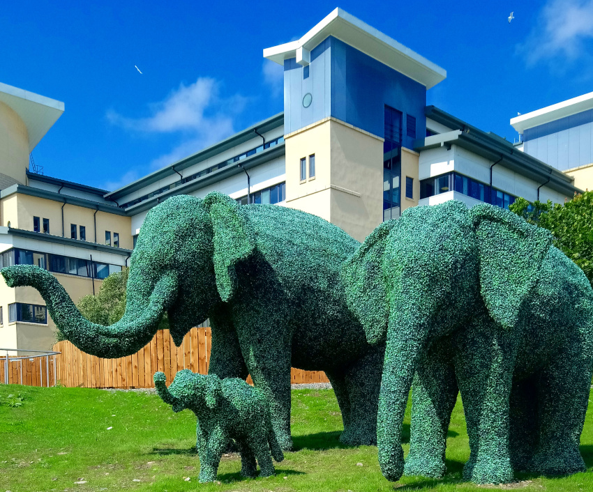 Topiary Elephants at Royal Aberdeen Children's Hospital